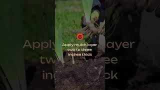 Mulch Your Secret to Saving Water Efficiently #garden #hack #agriculture