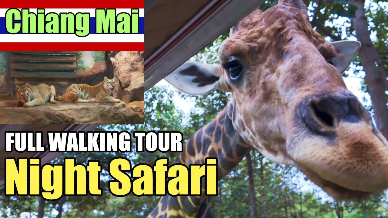 Chiang Mai Night Safari Tour, Thailand | Full Walking tour in 4K