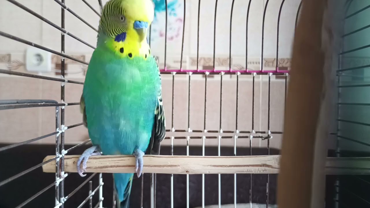 Kuşunuzun Mutluluğu İçin Bu Sesleri Açın! 🐦 2 Saat Boyunca Muhabbet Kuşu Sesi
