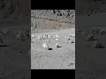 Pashmina Goats #pashmina #ladakh #goats