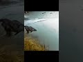 Европейские лягушки | Размножение Часть 1 | Жизнь в Альпах#животные #alps #animals #wildlife #shorts