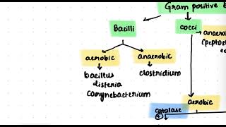 Bacillus for USMLE: High-Yield Facts You Must Know! |USMLE Microbiology review