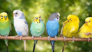 Cute Pet Budgies Chirping | 12 Hour Nature Parakeets Bird Sound to Reduce Stress