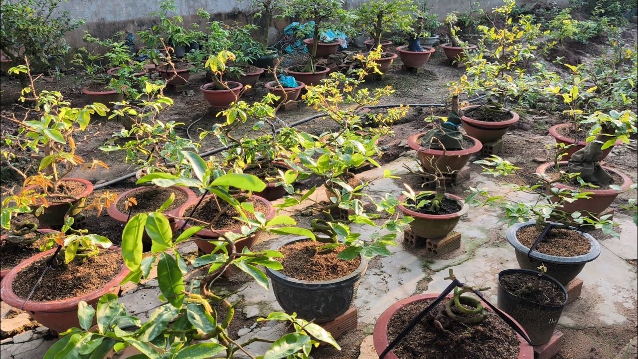 14-1ÂL/Lần đầu phun cử phân bón lá và bọ trĩ sau khi xả tàn cây mai sau tết, giúp cây đâm chồi.