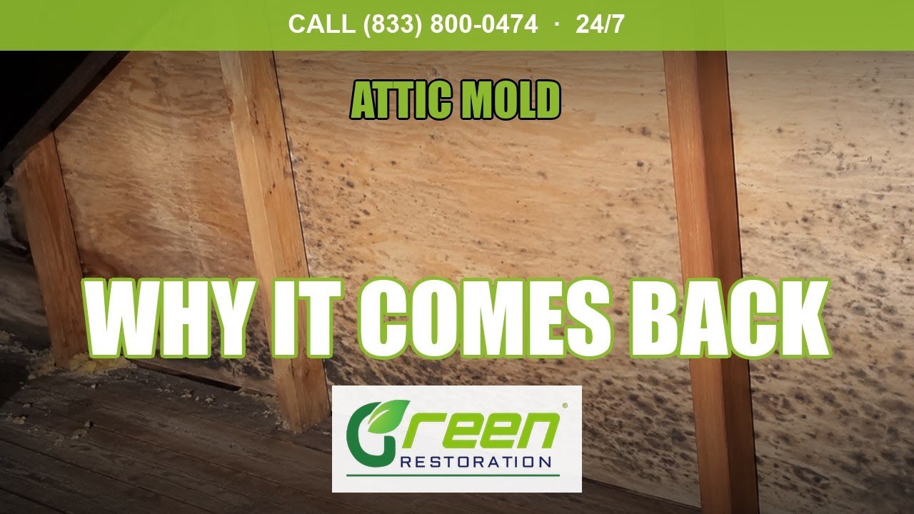 Green Restoration attic cleanup and insulation