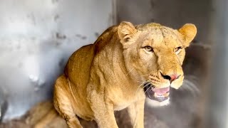 Олег Зубков снова в Мариуполе! Мы уговариваем САМОГО ГРОЗНОГО Донецкого льва зайти в перевозку!