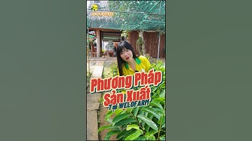 Phương pháp sản xuất mãng cầu xiêm thái #sieuthicaygiong #welofarm