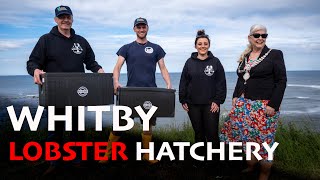 Whitby Lobster Hatchery First Lobster Release