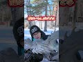 シマエナガを探しに帯広神社にやってきた