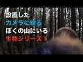 山のカメラに映った生物シリーズ1