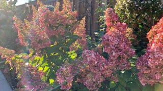 Panicle Hydrangeas with Stunning Early Fall Colour:  Fire Light & Lavalamp Flare Hydrangeas
