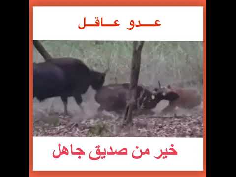 عدو عاقل خير من صديق جاهل