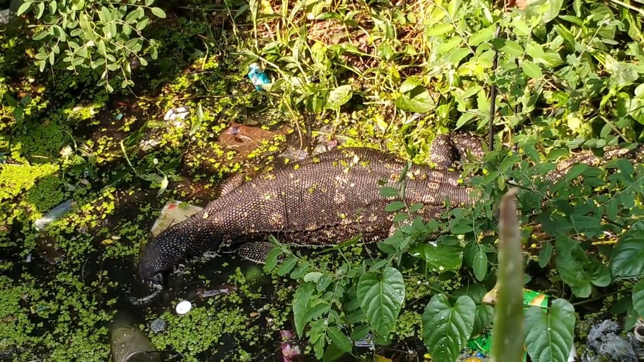 #BAYAWAK SA LIKOD BAHAY