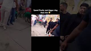 Last Bark Of Speed In His Life Haha