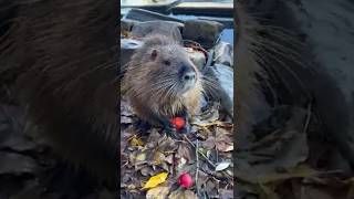 A wild beaver in the heart of Prague! 🇨🇿 Czech Republic  #travel #amazing #facts