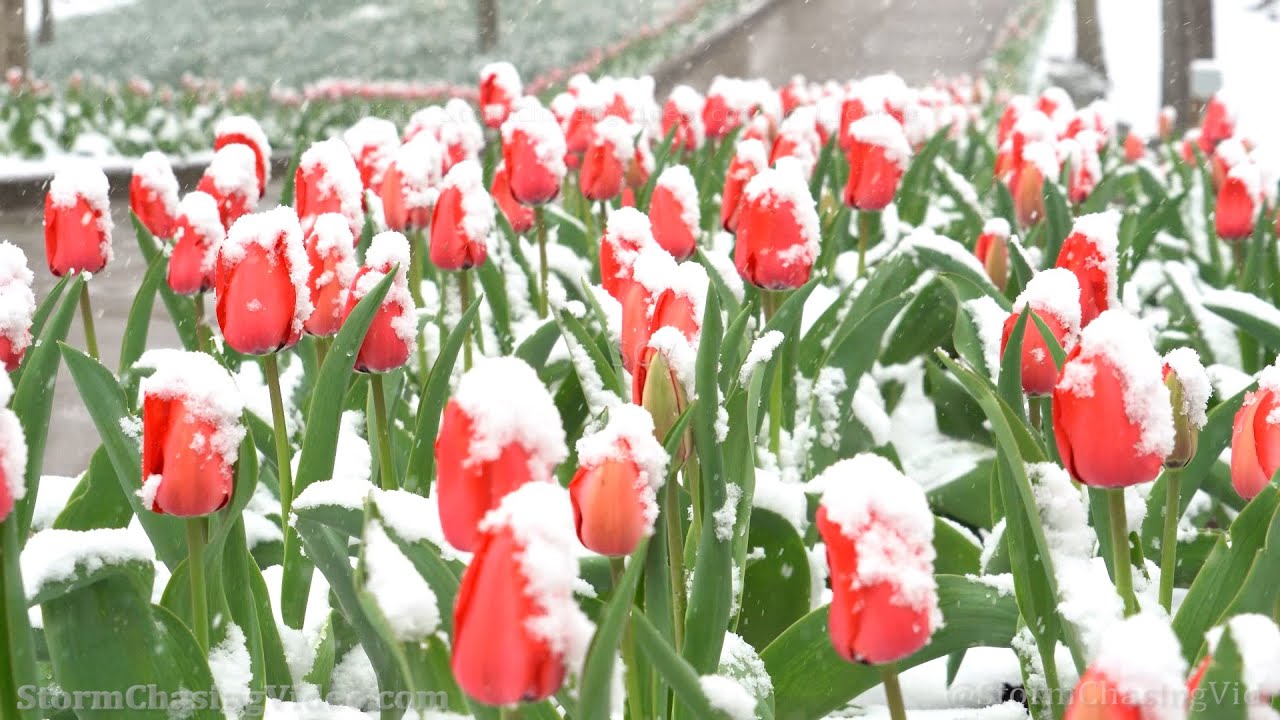 Late Season Snow Covers Spring Flowers  Kettering, OH - 4/18/2022
