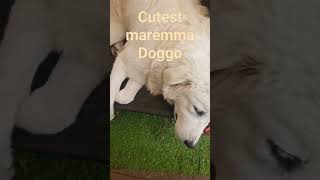 #dogs #cute #maremma #4you #recommended