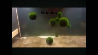 Glaggle Spot Ep1 New Foods In Glaggleland