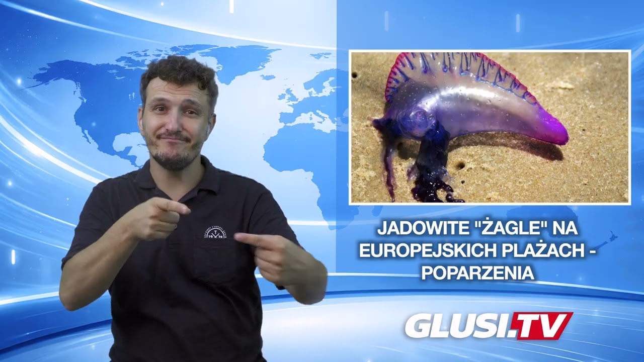 Jadowite "żagle" na europejskich plażach - poparzenia