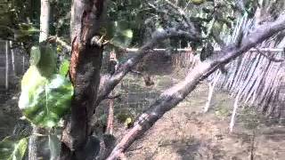 Artemisia tridentata :againts pets!