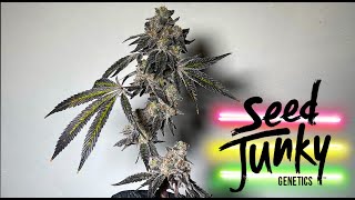 Seedjunky Amaretto Sour Harvest - My Full Harvest Process