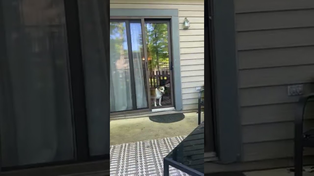 Dog Is Told To Get Down From Scratching Glass Door