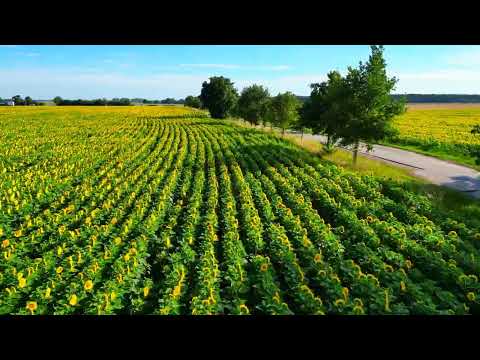 Drohnenflug über Sonnenblumenfelder