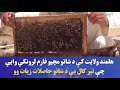 هلمند ولایت کې د شاتو مچيو فارم لرونکي وايي چې تېر کال یې د شاتو حاصلات زیات وو هلمند ولایت کې د شاتو مچيو فارم لرونکي وايي چې تېر کال یې د شاتو حاصلات زیات وو