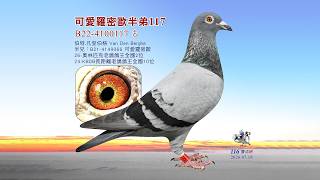【歐洲特賣】B22-4100117