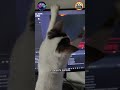 Tomas falsas con Pelusa 🐱🤭 Estreno de La Cueva Gamer 🎙🎧  muy pronto 🌍GamingPlanetTV🌍 #funny #cats