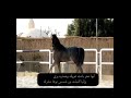 حمد العيد بنت الحصان