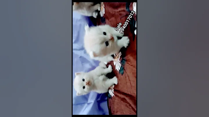 Video 3806931: coon kittens persian cat, coon mainecoon kitten cat, persian kittens maine coon, persian kitten training, kitten litter training, quality kitten
