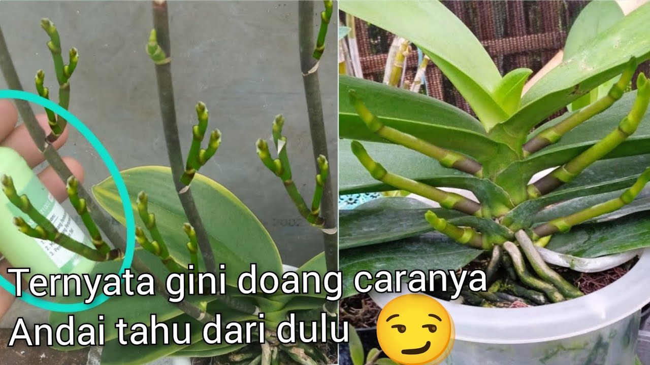 Заставить орхидеи цвести так просто