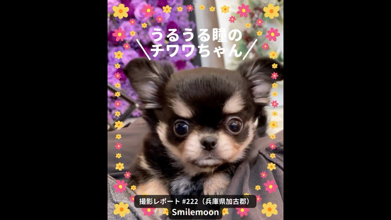 PICTWANカレンダー2027 チワワ【L判】