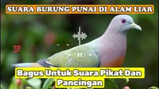 Suara Burung Punai Gacor Di Alam Liar‼️#burungpunai