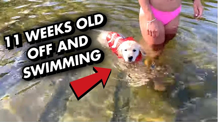 How To Teach Your Puppy To Swim