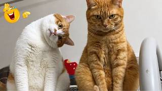 FUNNIEST CAT REACTIONS EVER CAUGHT ON CAMERA 🤣🐱 | Best Funny Cat Videos 2026🐈 screenshot 4