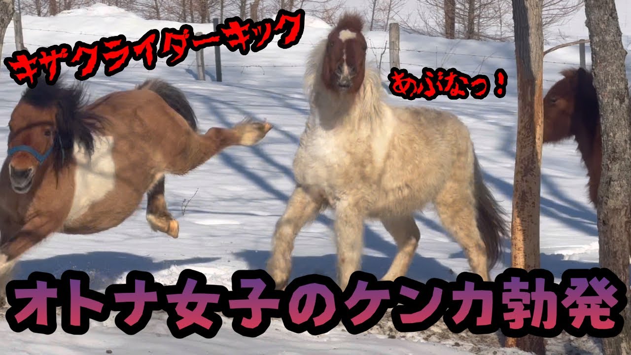 【馬】【猫】オトナ女子のケンカ勃発