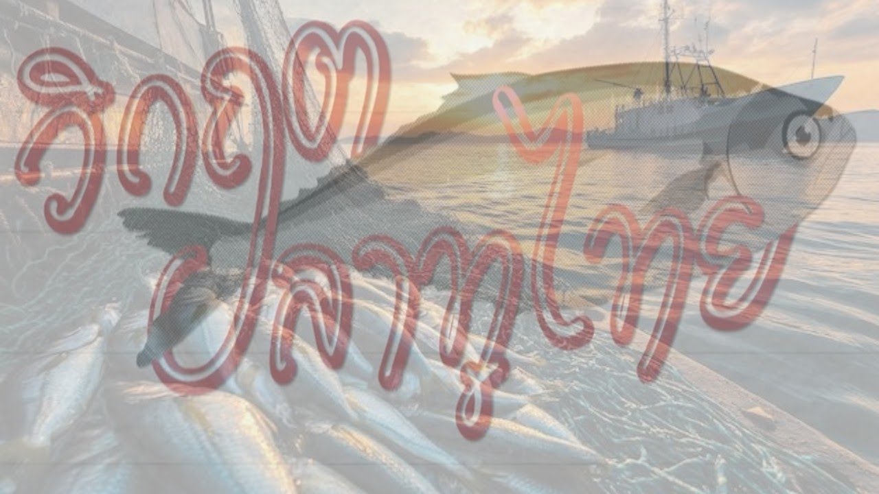 Действительно ли тайская скумбрия находится на грани исчезновения? 90% тайской скумбрии поступает...