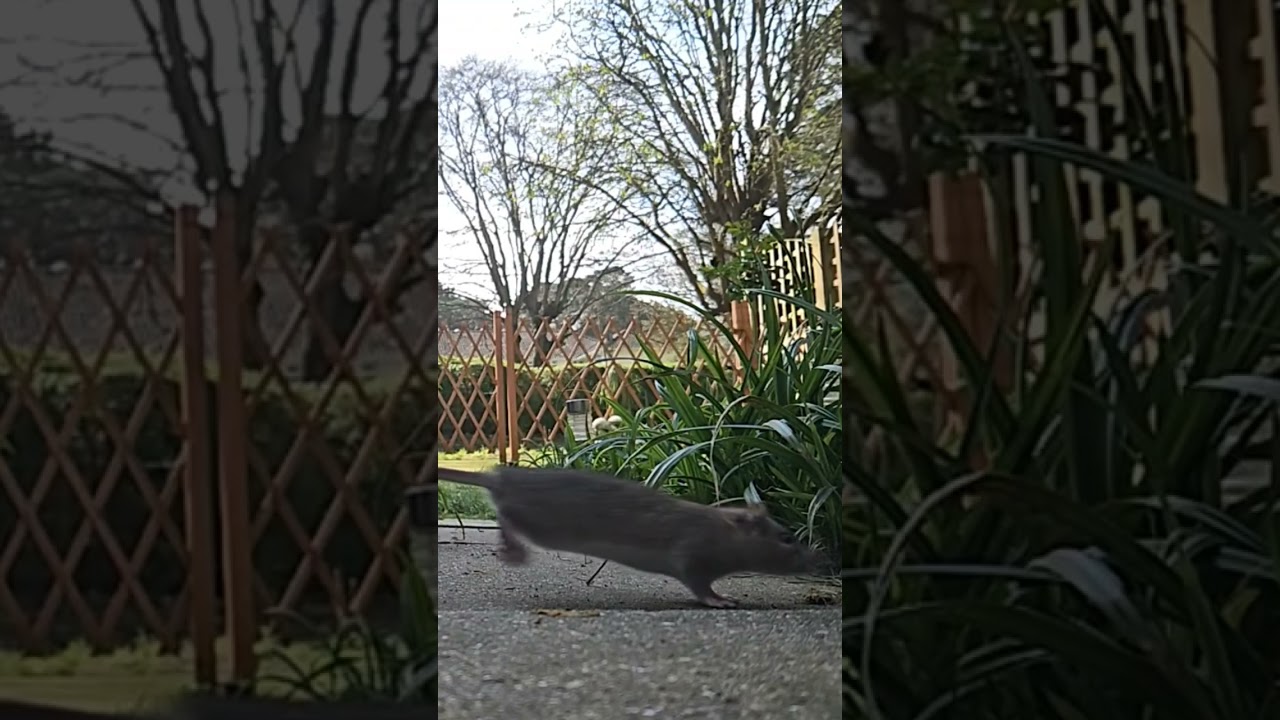 Wild rat in super slow mo