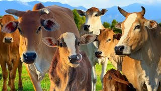 Puluhan Sapi Beraktivitas Di Ladang Hijau, Suara Sapi Moo, Sapi Lucu Berkumpul Di Padang Rumput