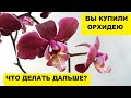 ВЫ КУПИЛИ ОРХИДЕЮ. ЧТО ДЕЛАТЬ ДАЛЬШЕ?