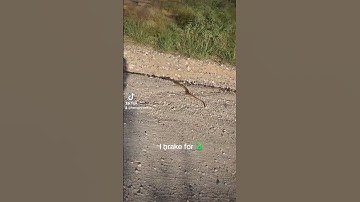 I brake for snakes, especially the non-venomous "good" snakes, like this Arizona gopher snake.