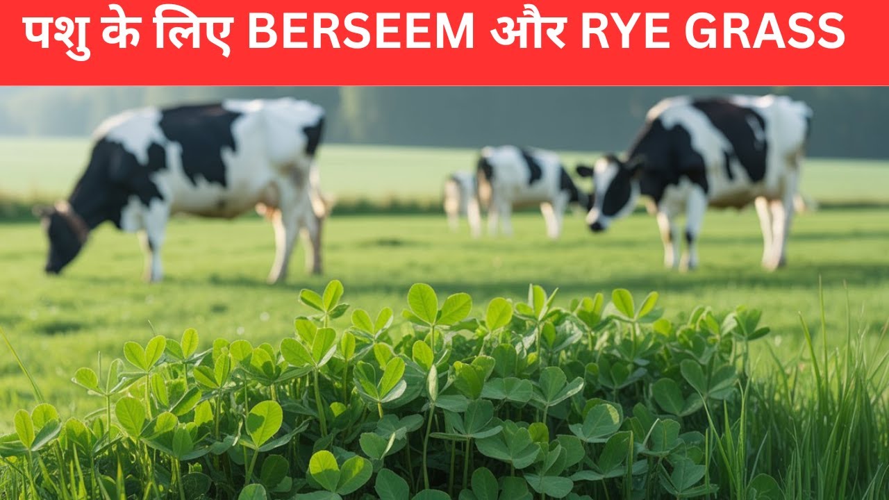 Berseem या Rye Grass – किससे पेट ज़्यादा फूलता है?@Dr Charandeep