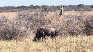 A baby giraffe and a wildebeest are eating at the same time. A browser and a grazer.
