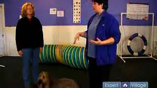 How to Teach Your Dog Emergency Recall