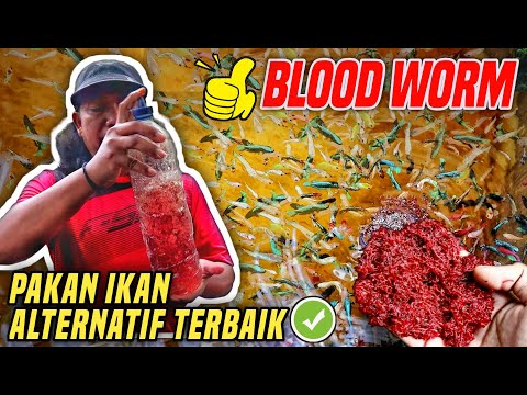 Video: Bila hendak memberi makan cacing darah?