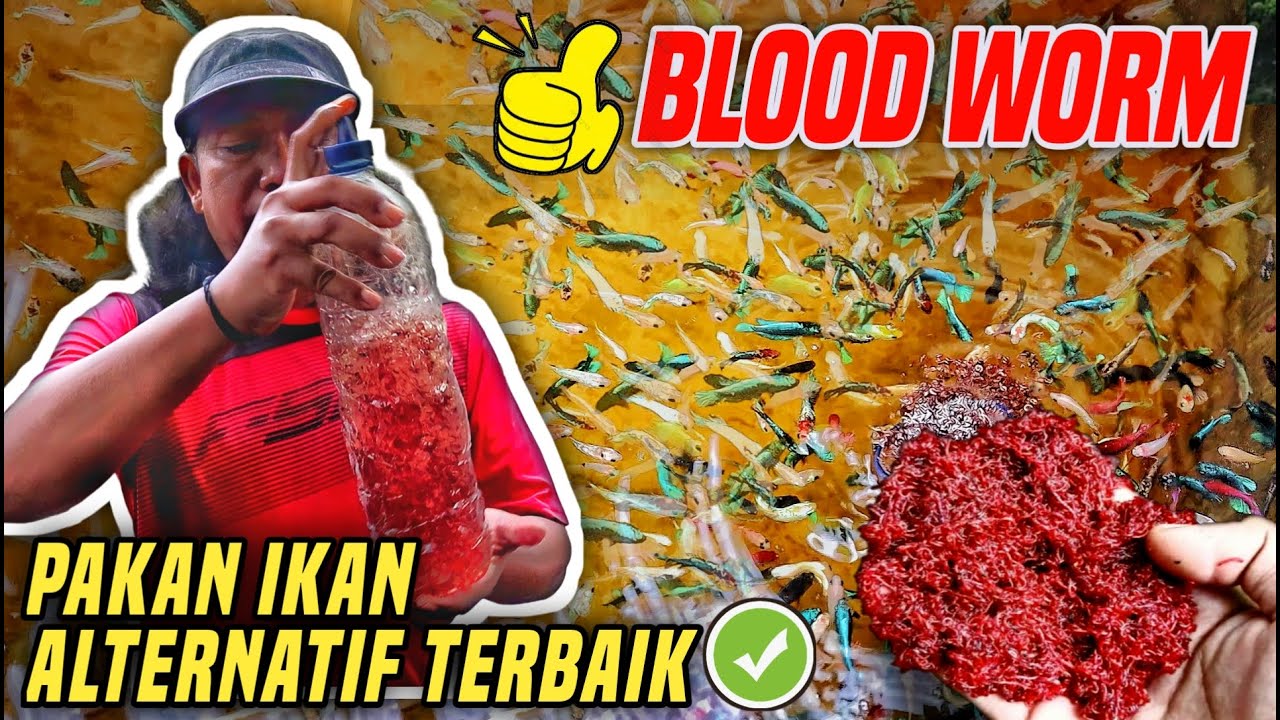 CARA KASIH PAKAN IKAN CUPANG YANG BENAR || CACING DARAH / BLOOD WORM