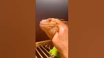 🧡 #reptile #iguana #lizard #orange #pet #reptilepet #トカゲ #charizard