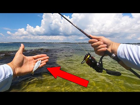 Fishing with PILCHARDS For HUGE Pier Fish In Florida